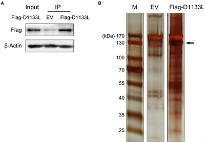 Identification and analysis of the interaction network of African swine fever virus D1133L with host proteins